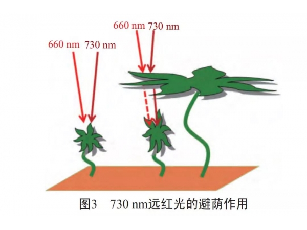 Cree公布了2020年第三季度初步财报结果